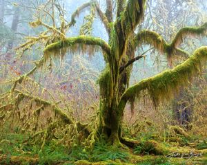 Hoh Rainforest Mossy Tree, Olympic National Park, Washington, Spirit of the Hoh, maple, fog, 