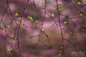 Spring Leaves and Flowers, Seattle Arboretum, Washington 