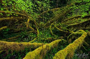 Moss, Hoh Rainforest in Olympic National Park, Washington, vine maples