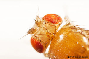 Drosophila melanogaster, Fruit fly