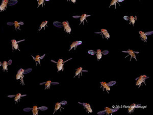 Drosophila in Flight