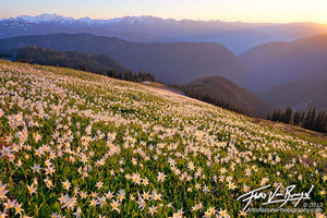 Avalanche Lilies, Olympic National Park, Washington