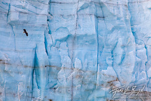 Bald Eagle, Margerie Glacier, Glacier Bay National Park 
