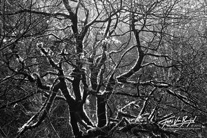 Black and White Tree, Van Damme State Park, California
