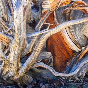 bristlecone pine, trees, abstracts, white mountains, california