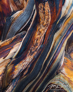 Bristlecone Wood Abstract, White Mountains, California