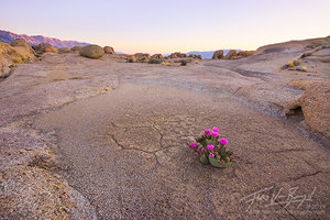 Blooming Cactus, Owen's Valley, Desert