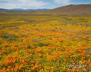 California Poppies and Goldfields, Antelope Valley, California