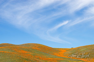 California Poppies, Antelope Valley, California