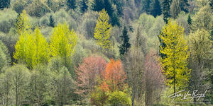Spring Greenery, Cascades, Washington
