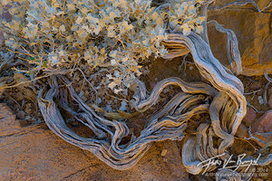 Desert Holly, Death Valley National Park, California