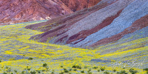 Desert Gold in Alluvial Fan, Super Bloom, Death Valley National Park