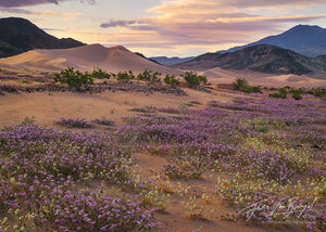 Sand Verbena and Dunes, Super Bloom, Death Valley National Park