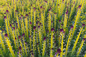 Carrizo Plains, Superbloom, Flowers