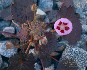 Desert Five Spot, Super Bloom, Death Valley National Park