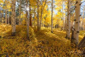 eastern sierra, aspen, autumn, fall, warm, sun, golden, leaves, bishop, california, forests, trees