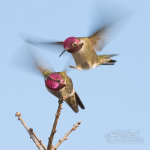 Fighting Annas Hummingbird, Mt Diablo State Park, California