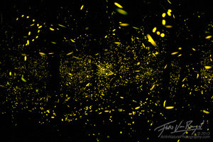 Fireflies Long Exposure, Smoky Mountains, Tennessee