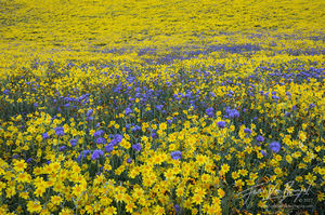 Carrizo Plains, Superbloom, Flowers