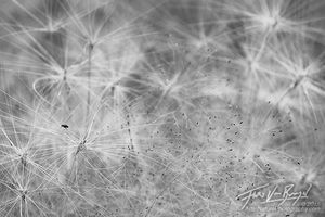 Fly, Abstract Grasses, Neural Structure