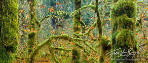 Hoh Rainforest Fall, Olympic National Park, Washington