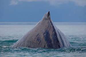 Humpback Whale Muscles, Glacier Bay National Park, Alaska