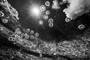 Space Jellies, Underwater Abstract, American Samoa