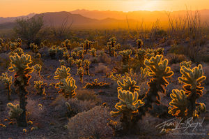 Cholla Cacti, Kofa Mountains, Arizona