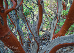 Manzanita, Arctostaphylos, California