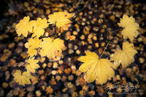 Autumn Maple Leaves, Carkeek Park, Seattle