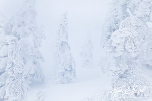 Frosted Ghost Trees, Mount Seymour, British Columbia