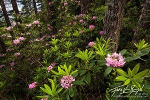 Wild Rhododendrons