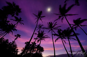 Palm Trees, Punalu'u, Hawaii, moon, stars, 