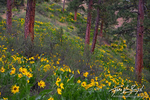 Ponderosa Forest, Spring Flowers, Leavenworth Washington