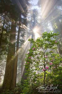 Redwoods and Rhododendrons, Fog and Sun, California