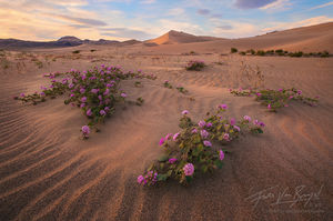 Flowers, Death Valley National Park, Spring