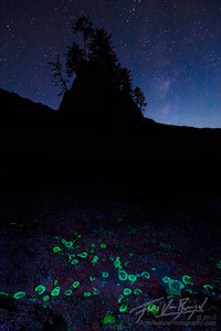 Green Fluorescent Protein, Sea Anemone, Olympic National Park