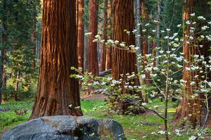 Spring Dogwoods with Giant Sequoias and Deer, Sequoia National Park, California, Sequoiadendron, giganteum