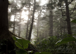Spider Web, Misty Forests, Olympic National Park