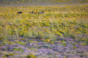 Wild Horses, Flowers, California