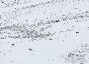 Wolf Pack, Lamar Valley, Yellowstone National Park