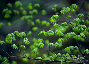 Spring Vine Maples, Cascades, Washington