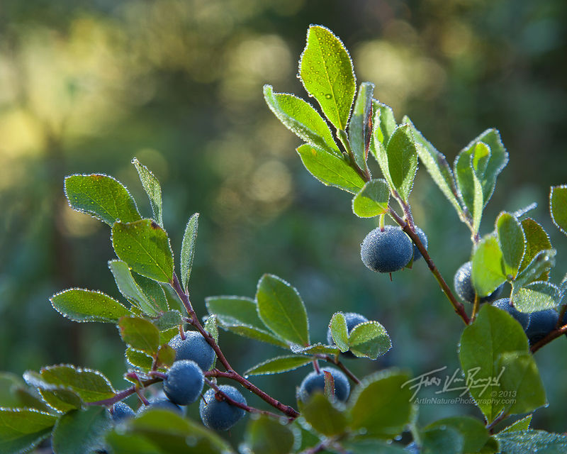 Cascade Bilberries print