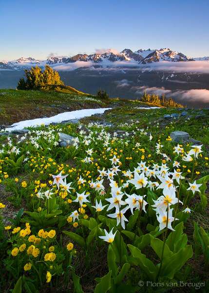 Mount Olympus and Flowers from the Bailey Range, Olympic National Park, Washington, avalanche lilies, alpine meadow , photo