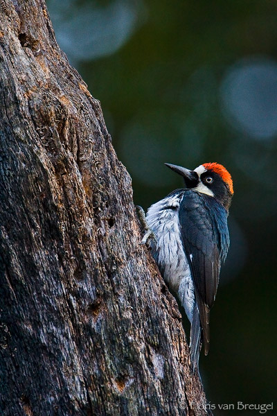 Acorn Woodpecker Melanerpes formicivorus, Eaton Canyon, California, photo
