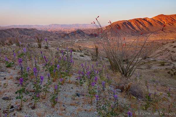 Ephemeral spring wildflower displays of Lupine and blooming Ocotillo adorn the sand hillsides of the Carrizo Badlands overlook...