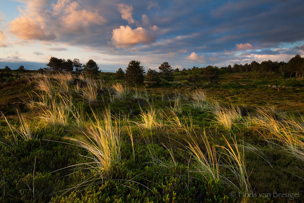 As the early morning sun rises over the Dutch Schoorlse Duinen (dunes), the grasses and a clearing thunderstorm are there to...