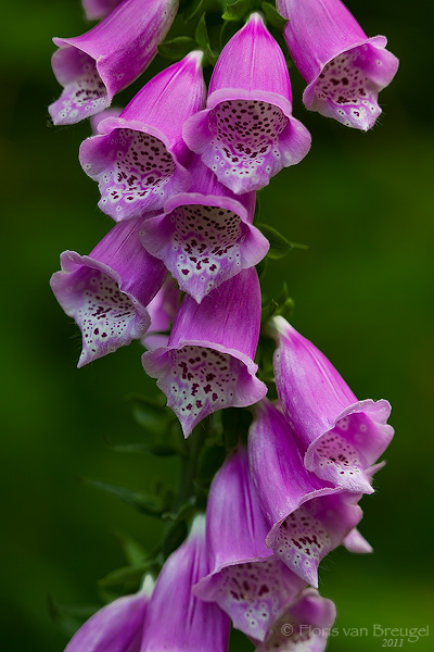 A Common Foxglove flowering in Oregon's Columbia River Gorge.&nbsp;
