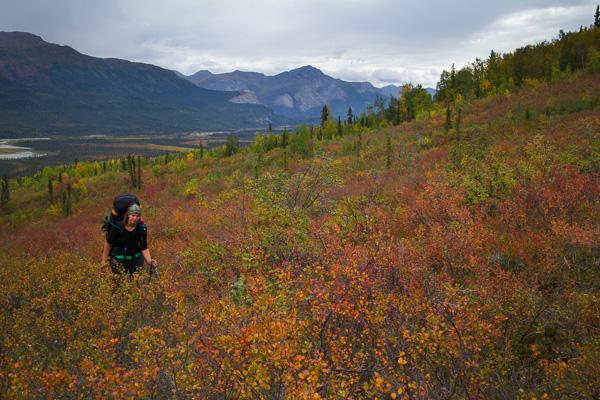 Aubrey makes her way through the bushes above the Alatna river valley.