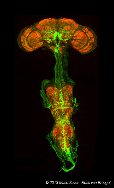 This is an image of a fly's brain, created using a confocal imaging system by Marie Suver.